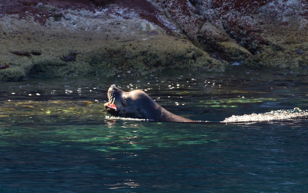 SnorkelWithSeaLions