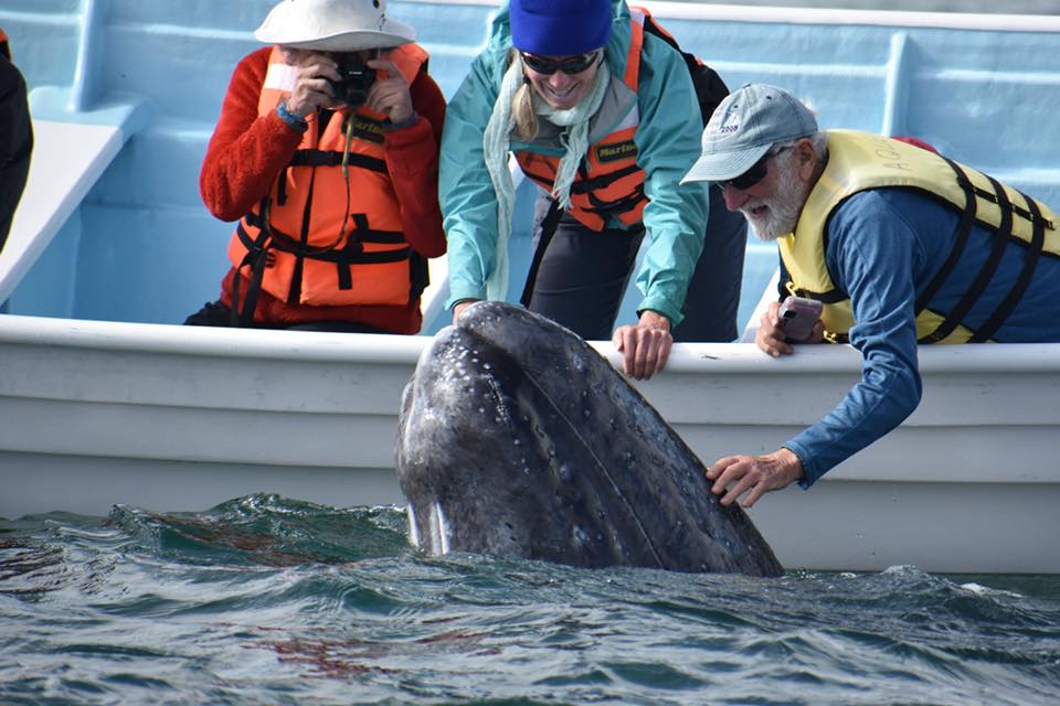 GreyWhaleWatchingLaPazBCS