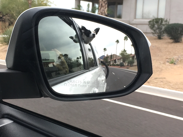 DrivingBajaPets