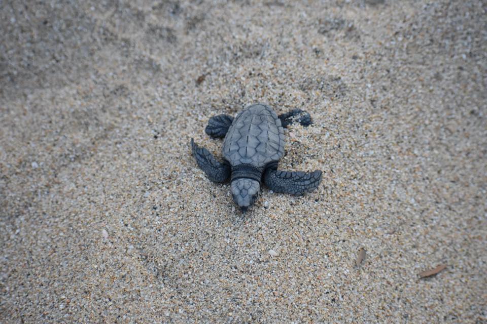 TurtleConservationLaPaz