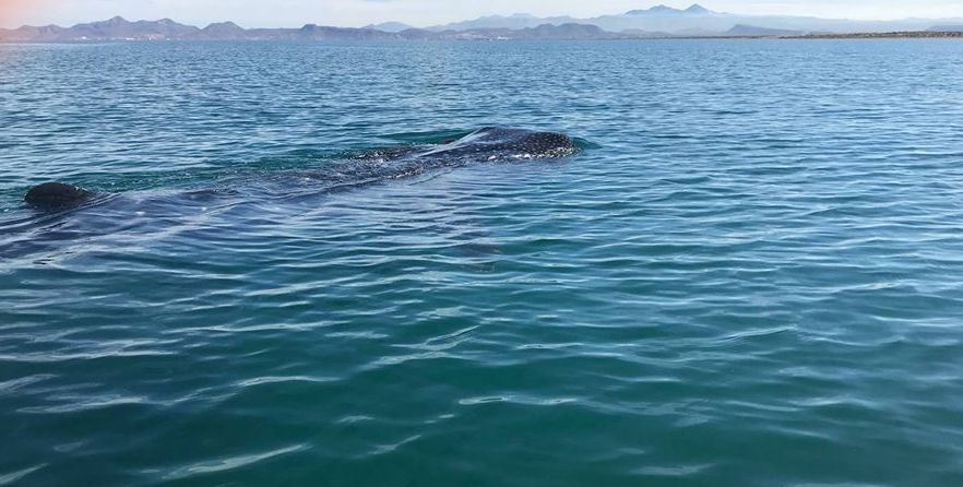 WhaleSharkLaPaz