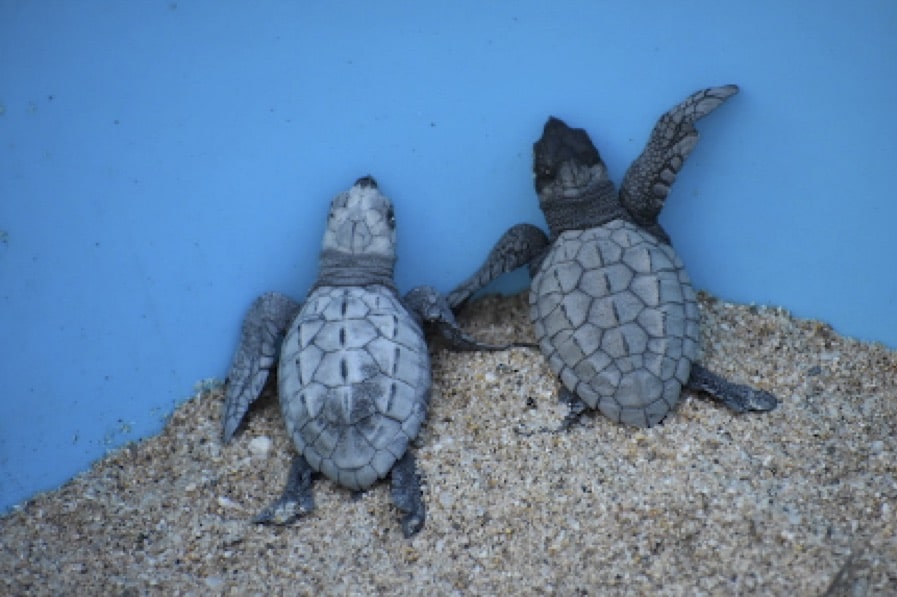 TurtleHatchlings