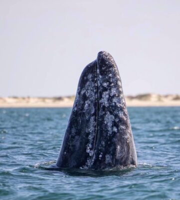 GreyWhaleSpyHoppingLaPazBCSMexico