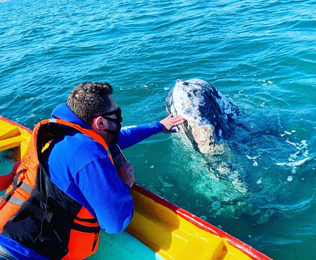 GreyWhaleToursLaPazBCSMexico