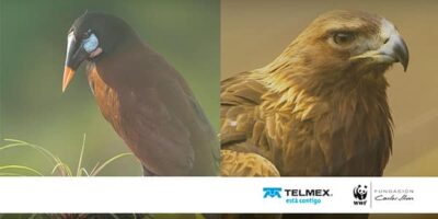 Telmex