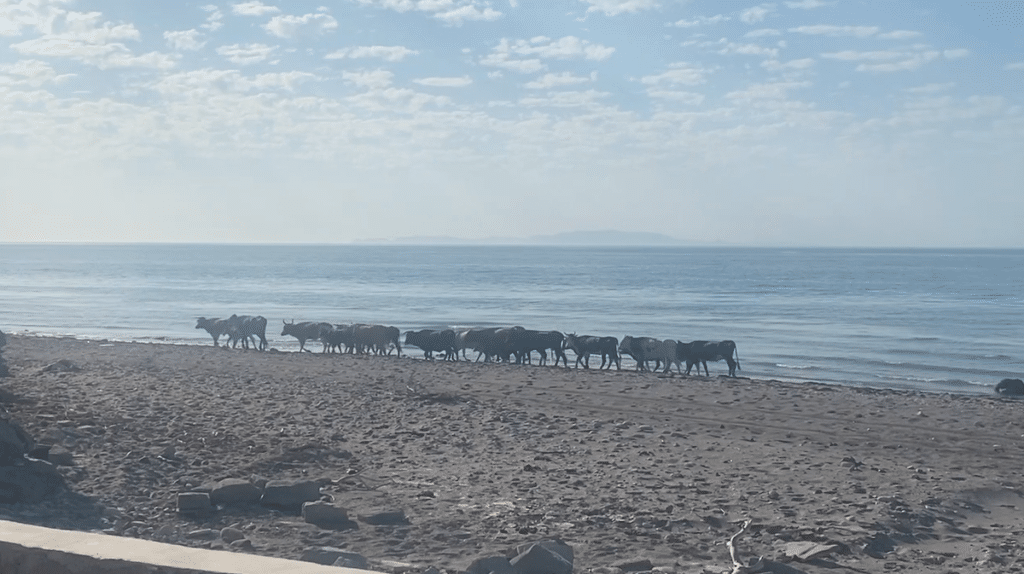 BeachCowsSanJuandelaCosta