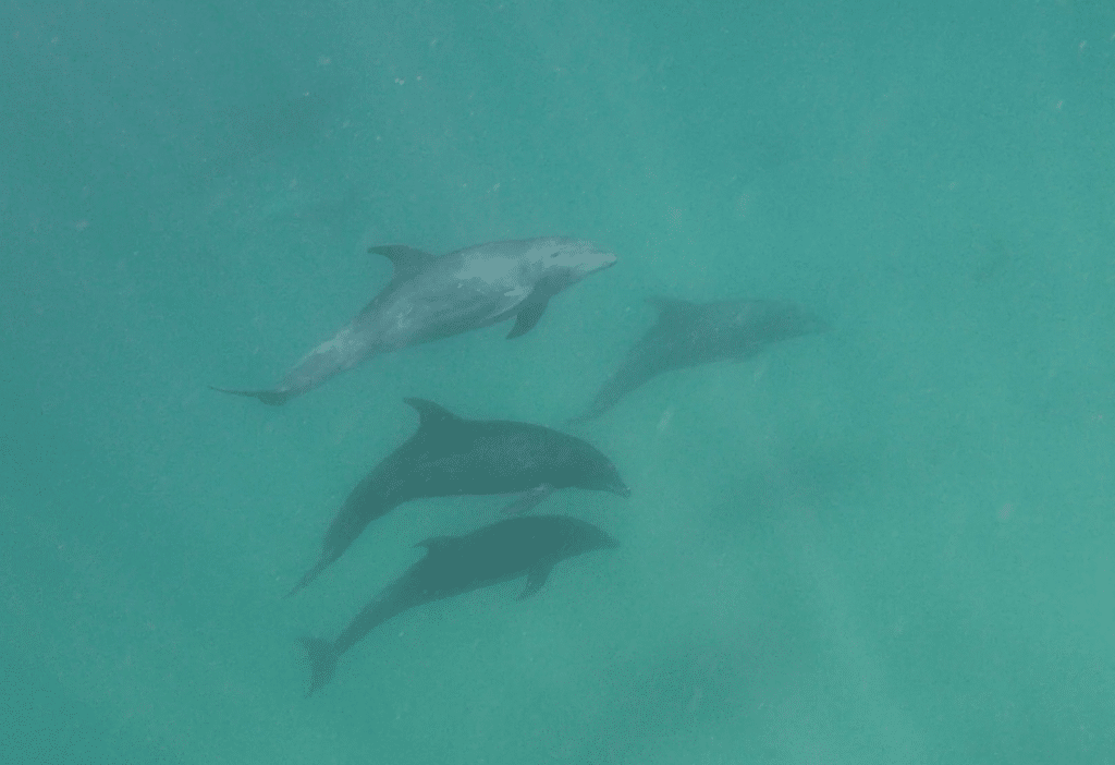 DolphinsSanJoseIsland