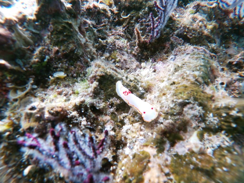 SnorkelingSanPardito