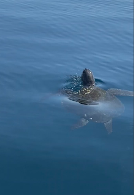 TurtleSwimming