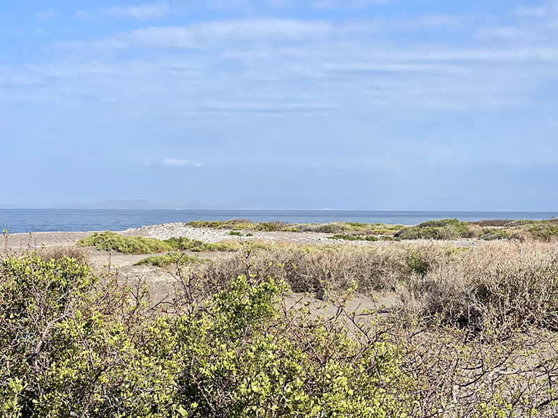 Many sand pathways through the scrub to the shore