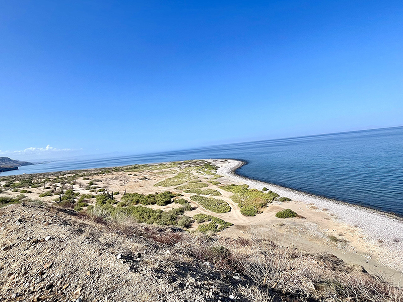 A rugged beach with desert scrub, dark sand, and rocks