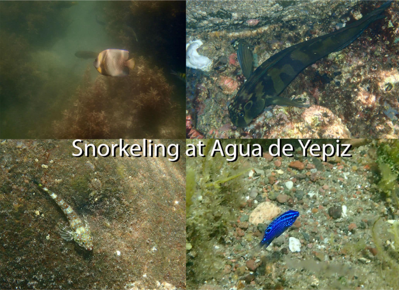 Some of the best snorkeling around with a huge variety of fish species